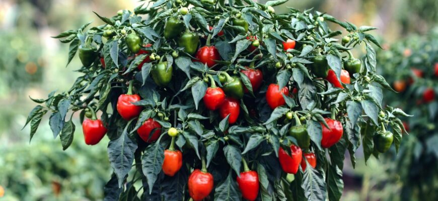 Подкормка перца для обильного плодоношения: как вырастить кусты, усыпанные плодами